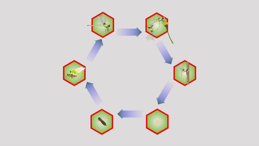 Lincoln Parks and Rec Spring 2020